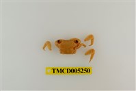 藏品(斯氏刮削蟹)的圖片